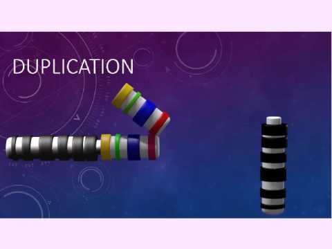 CHROMOSOMAL STRUCTURE: DELETIONS, DUPLICATIONS, TRANSLOCATIONS, INVERSIONS