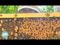 Guys Rescues Bees And Explains Why It S Important Cuddle Buddies