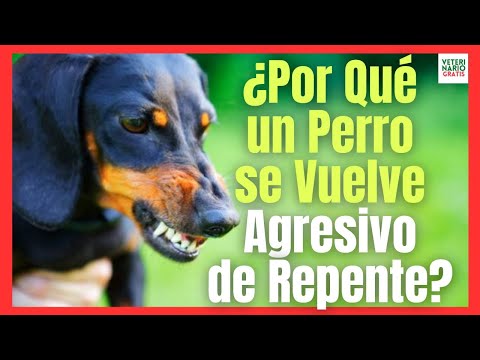 💘 WHY DOES A DOG SUDDENLY BECOME AGGRESSIVE? 👉👉 8 REASONS