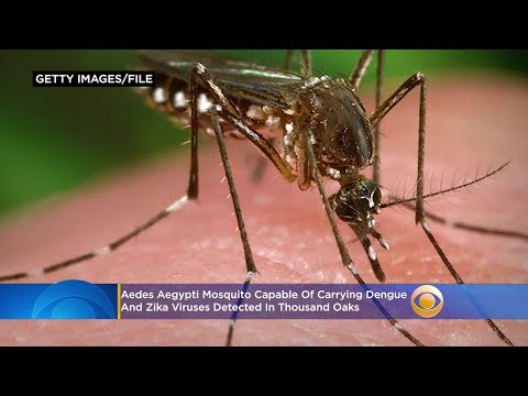Aedes Aegypti Mosquito Capable Of Carrying Dengue, Zika Viruses Detected In Thousand Oaks