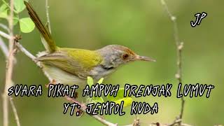 Download lagu suara pikat ampuh prenjak  lumut durasi pendek mp3