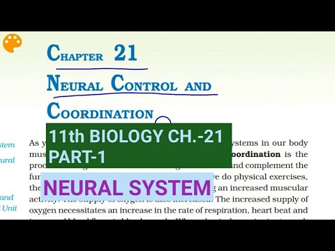 Class 11 Biology|Ch.-21 |Part-1||Human neural system||Study with Farru