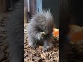 Porcupine Likes Belly Rubs