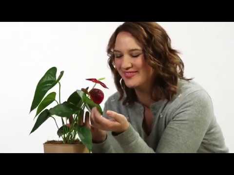 Vidéo YouTube - Kla6woYQUrk