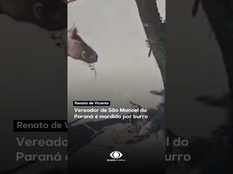 Vereador de São Manoel do Paraná é mordido por burro #shorts