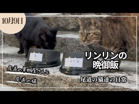  ロビンの好きな食べ物は何ですか?彼らは冬に何を食べますか？彼らが愛する6つのこと！  庭園