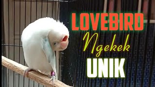 Download lagu 30 Lovebird Ngekek panjang dan Unik mp3