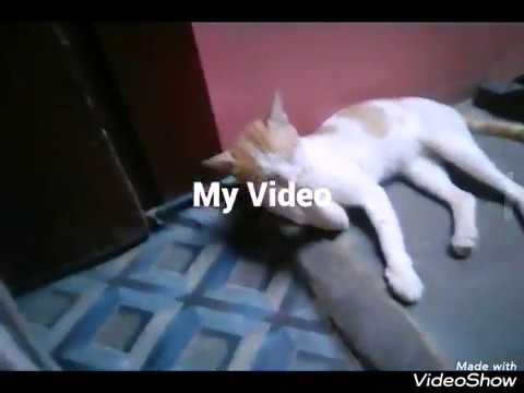 My cat munna clean himself