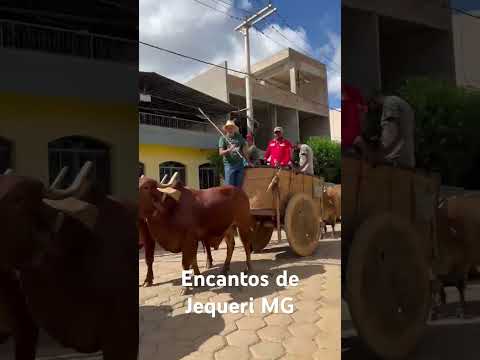 Desfile de carro de boi Jequeri MG #cultural #carrodeboi #minasgerais