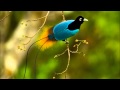 Peter, Sue & Marc - Birds of Paradise 