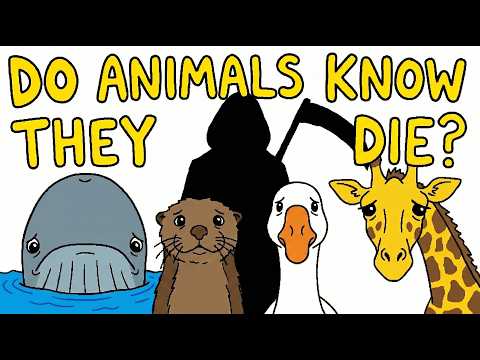 Do Animals Understand Death?