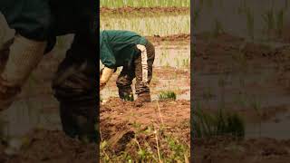 How a Japanese man's dream grew Australia's Rice Industry. #JOTAKASUKA #SUNRICE #ricefarming