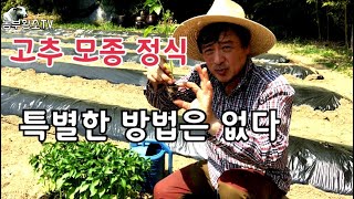 #6 고추재배 / 고추모종 정식 주의점만 알면 노하우 필요없다