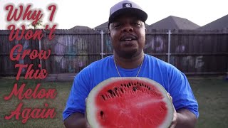 🍉💎First Black Diamond Watermelon Harvest In a Small Backyard Garden!#gardening  #watermelon  #