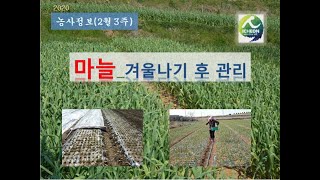 [농사정보] (2월3주)  마늘_겨울나기 후 마늘밭 관리