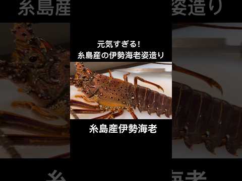 ¡Soy tan enérgica! Langosta Ise hecha en Itoshima #Fukuoka gourmet #Sushi #Especialidad Hakata