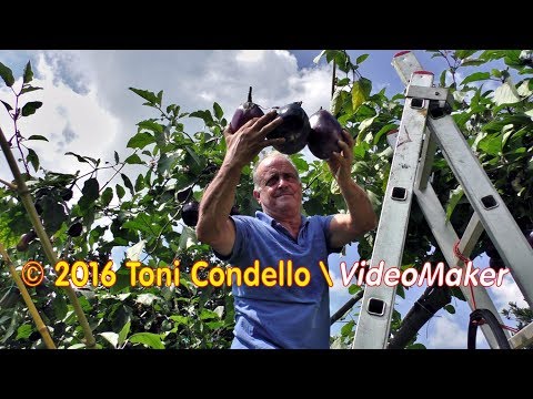 The man from the tree garden (2) - by ToniCondello2