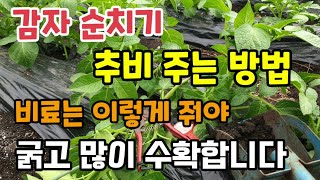 감자순치기 감자추비시기 추비 방법 비료는 이렇게 줘야 굵고 많이 달립니다 감자nk비료 감자북주기 감자칼슘비료…