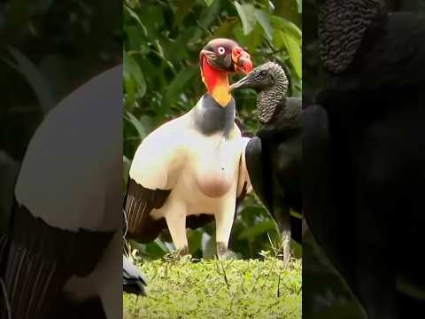 Zopilote, Gallinazos, jotes y Cóndor