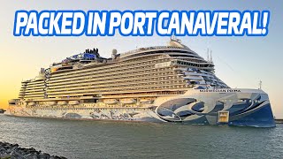 Busy 6 Ship Sunday in Port Canaveral 🚢 Norwegian Prima, Star of the Seas & More
