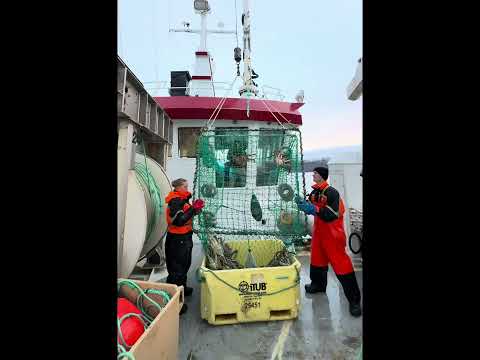 Kingcrab fishing Norway | KVITHOLMEN kongekrabbe fiske Finnmark 2024