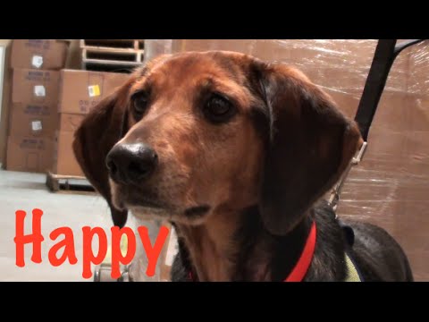 HAPPY, an adopted Hound in Farmington, MN_image-1
