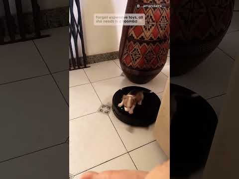 What if your puppy is obsessed with vaccum cleaner 😂😂😂