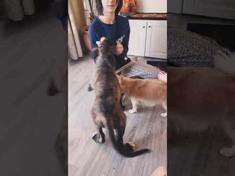Perros Wolfhound Irlandés en venta