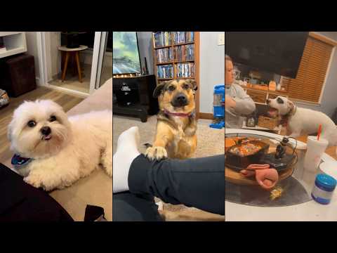 Dogs doing funny things 😂 2026 🐶 Part 1