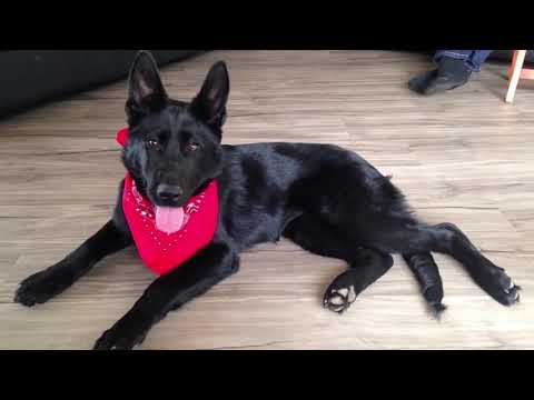 All You Need To Know About Black German Shepherds.