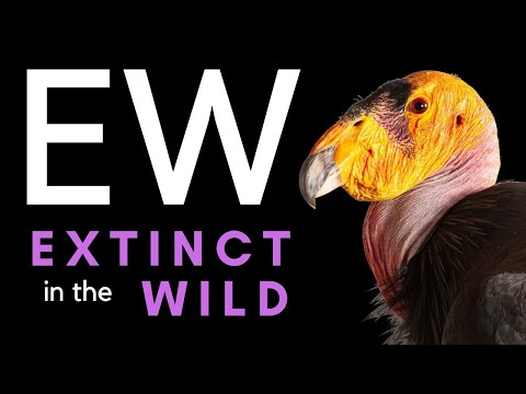 Only Found in Captivity - 20 Species that Have Gone Extinct in the Wild
