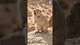 Gundi 😱 It NEVER Drinks Water!