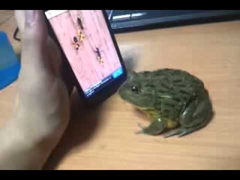 Frog Plays Game and Bite Finger