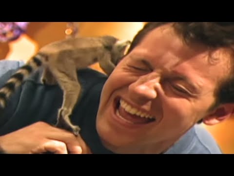 🐒 Zoboomafoo🐒 Season 1 Episode 5 - Happy Lemur Day | HD | Full Episode