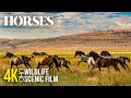 Grace Power Wild Horses In 4K Scenic Animal Film With Relaxing Music