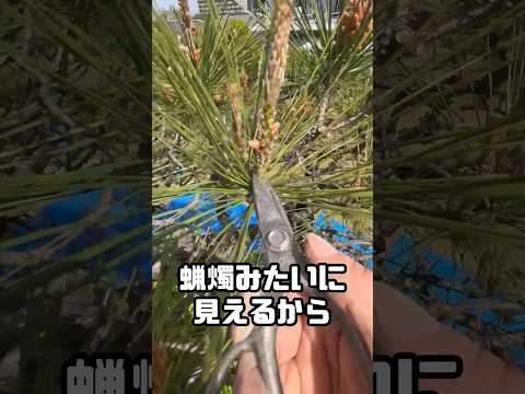 モダンな造園 – Studio H による 25 のアイデア  庭園