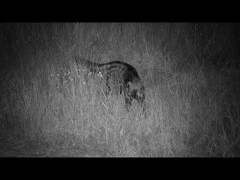 Djuma: Civet catches a meal - 02:47 - 07/24/20