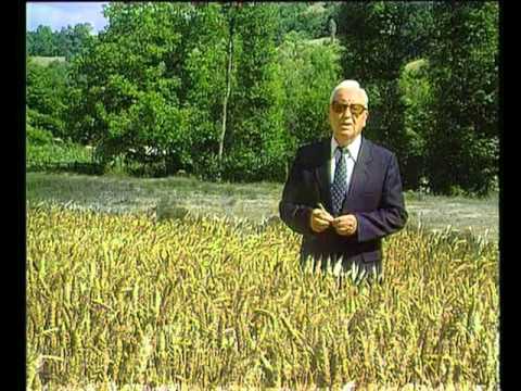 Goga Zafiroski ZAFIRO - Bolen lezi Katilj Gorgi