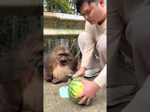Xingxing - Watermelon！I Don’T Eat Watermelon. Whoever Likes It Can Have It!