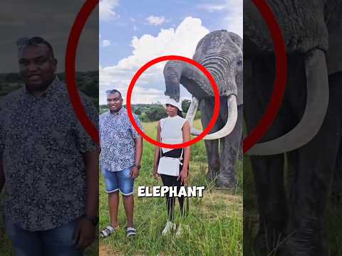 How food brought the cap back from the elephant ❤️ #elephant