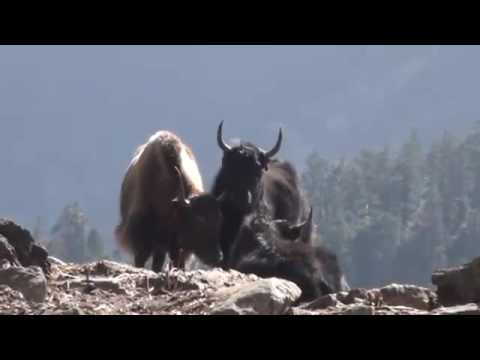 gorkha yaks nurbi village