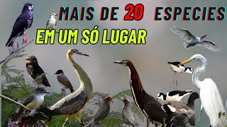 Aves do lago