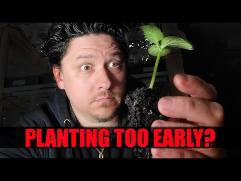Starting Pepper Seeds Indoors How When and Why Part 1 of 3