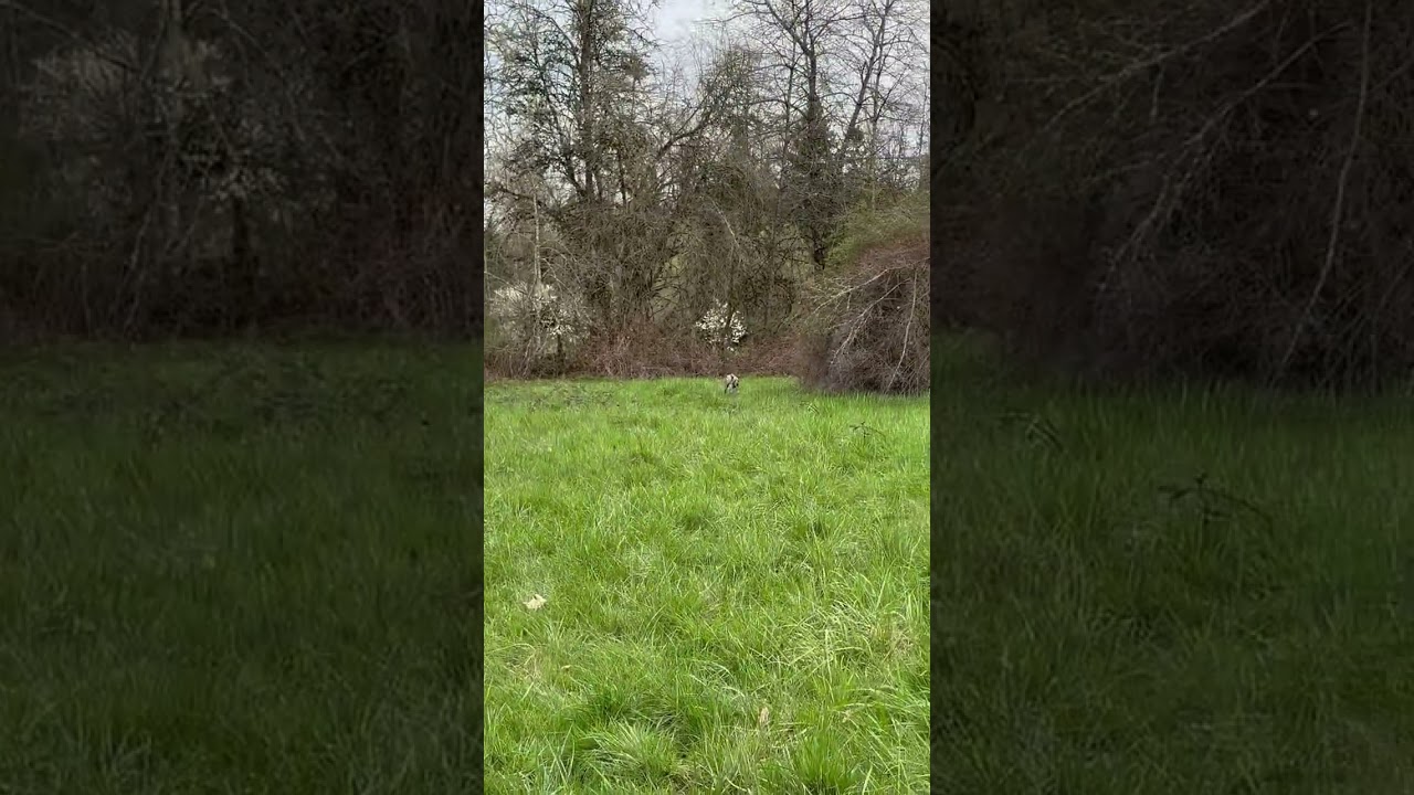 Enlarge Playful Peca!, a Adoptable mixed breed in Seattle, WA video 6/6