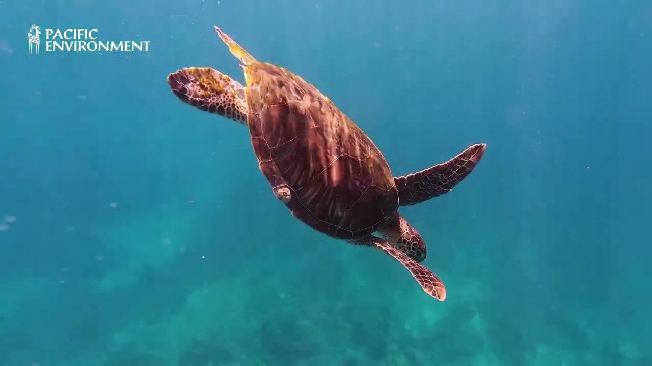 Pacific Environment | Ocean conservation