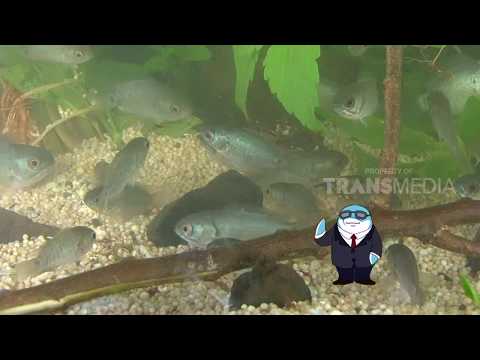 SI PIPIH DARI BORNEO | DUNIA BINATANG (8/11/17) 3 - 1