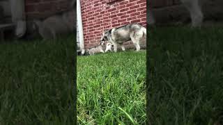Video preview image #1 Siberian Husky Puppy For Sale in FORNEY, TX, USA