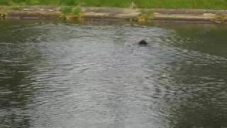 preview picture of video 'Wachtelhund and ducks in Wda river. / Wachtelhund i kaczki na rzece Wdzie.'