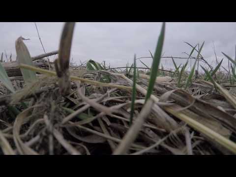 [TQ] - Ritewing Mini Drak (Re-Maiden)