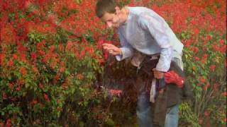 Cómplices - Preguntas y Flores